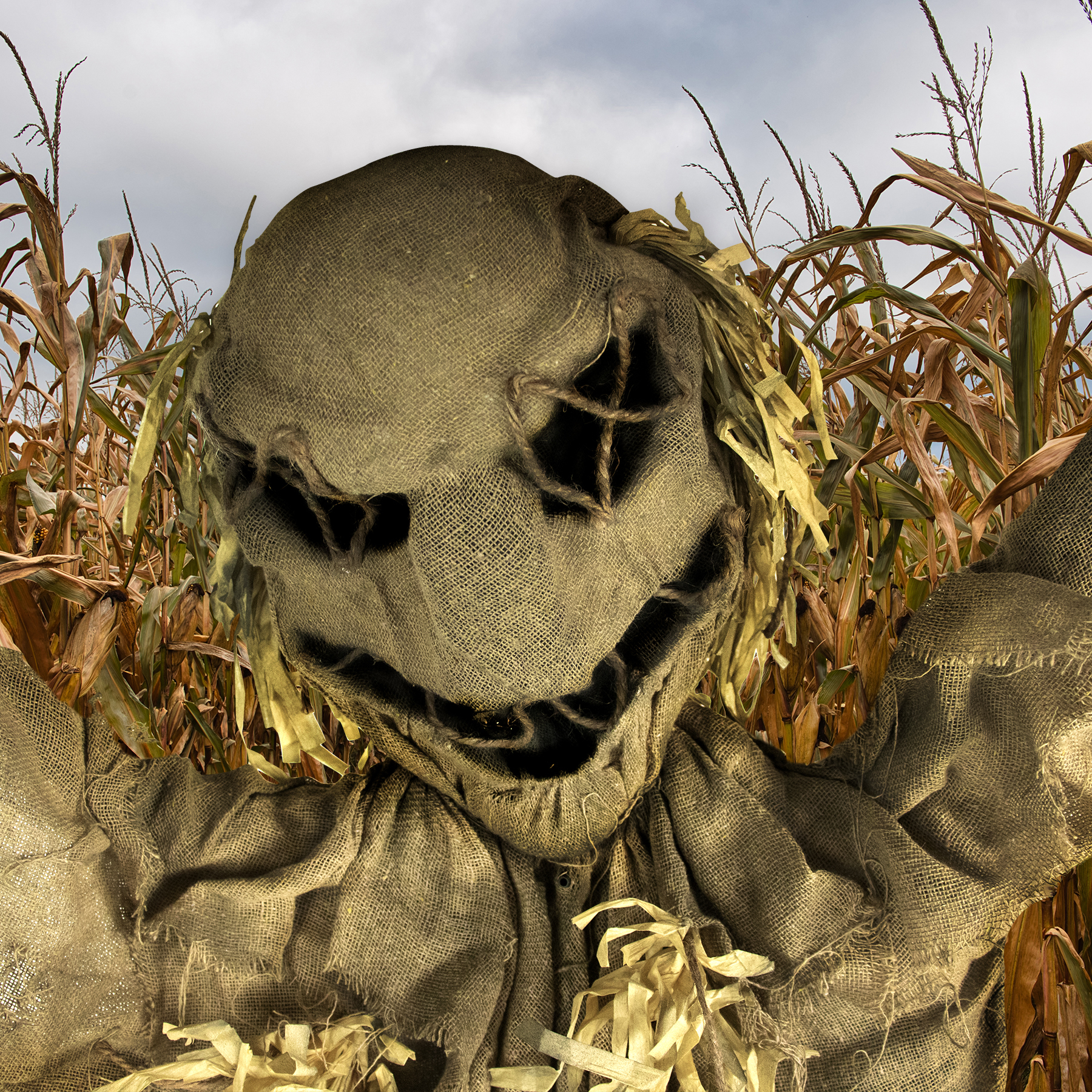 scarecrow Inside a corn field maze with a cloudy sky